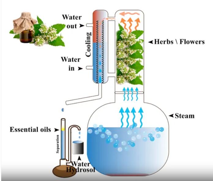 The diffrences between absolutes, essential oils and hydrosol