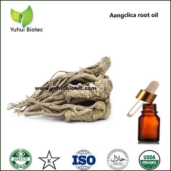 Angelica root oil